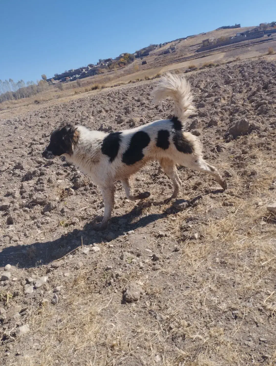 سگ گلعی و نگهبان|سگ|هریس, |دیوار