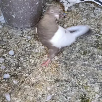 سینه موشکی ۵۵۰|پرنده|سبزوار, قصبه اب یمین|دیوار