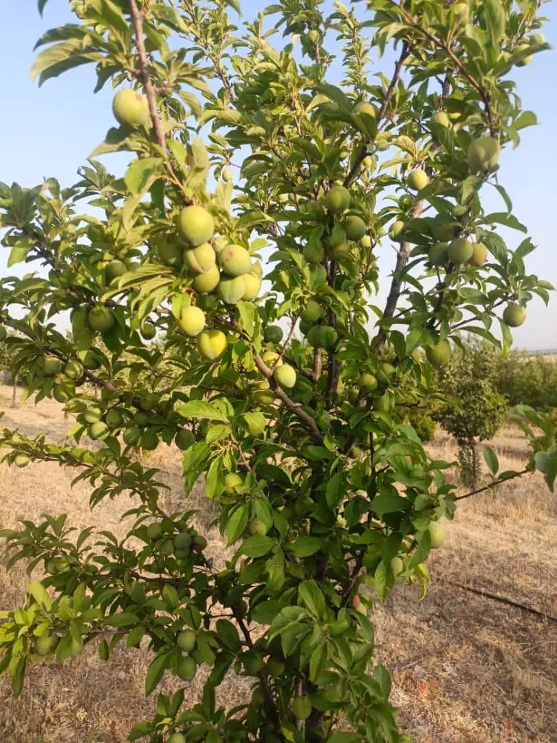 باغ شهر حسین آباد خان زنیان دشت ارژن|فروش زمین و ملک کلنگی|شیراز, شهرک جماران|دیوار
