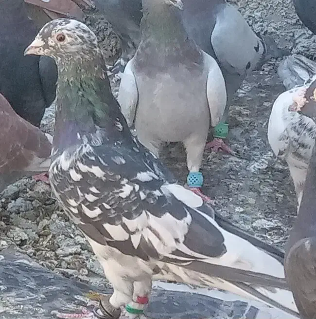 کفتر باخت خورده|پرنده|شیراز, گل سرخ|دیوار