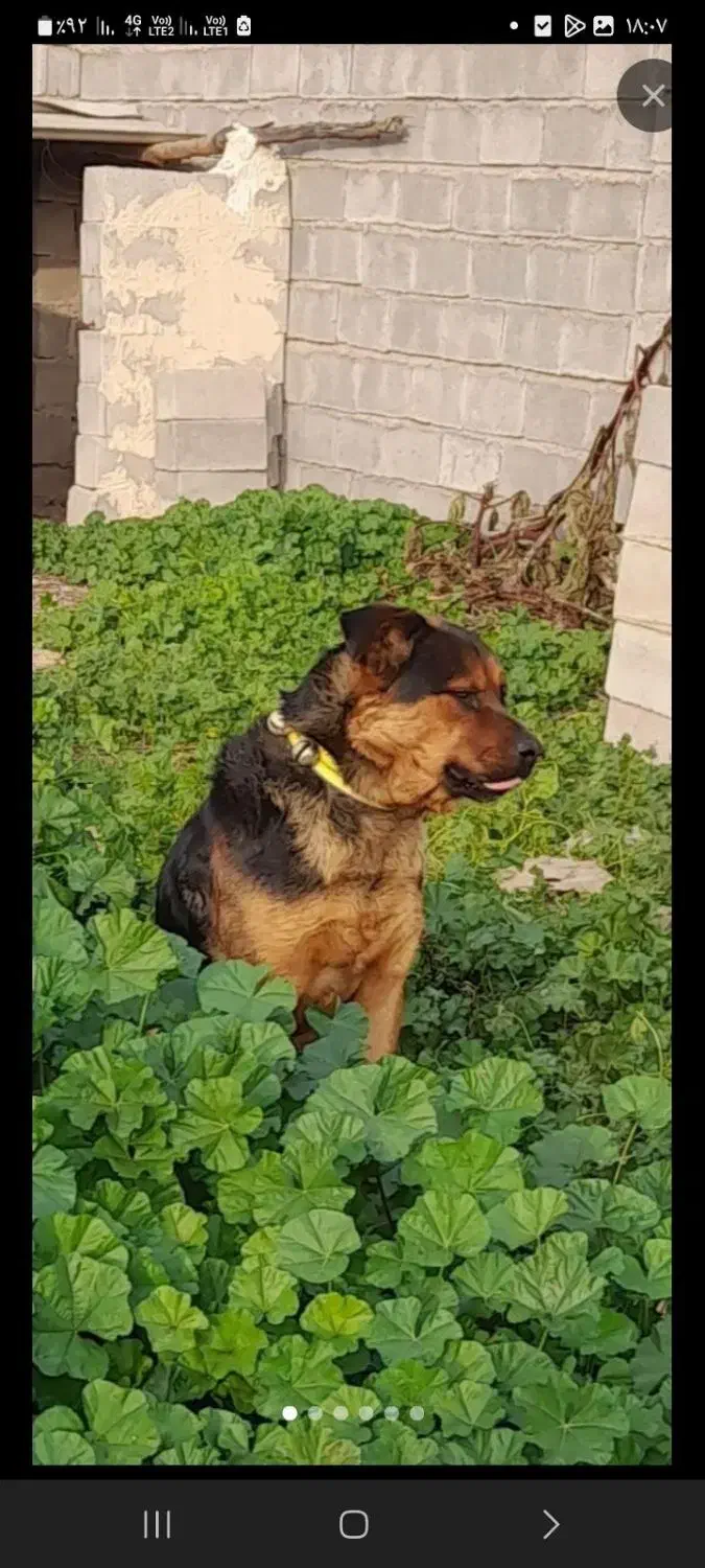 سگ گم شده|حیوانات|نهاوند, |دیوار