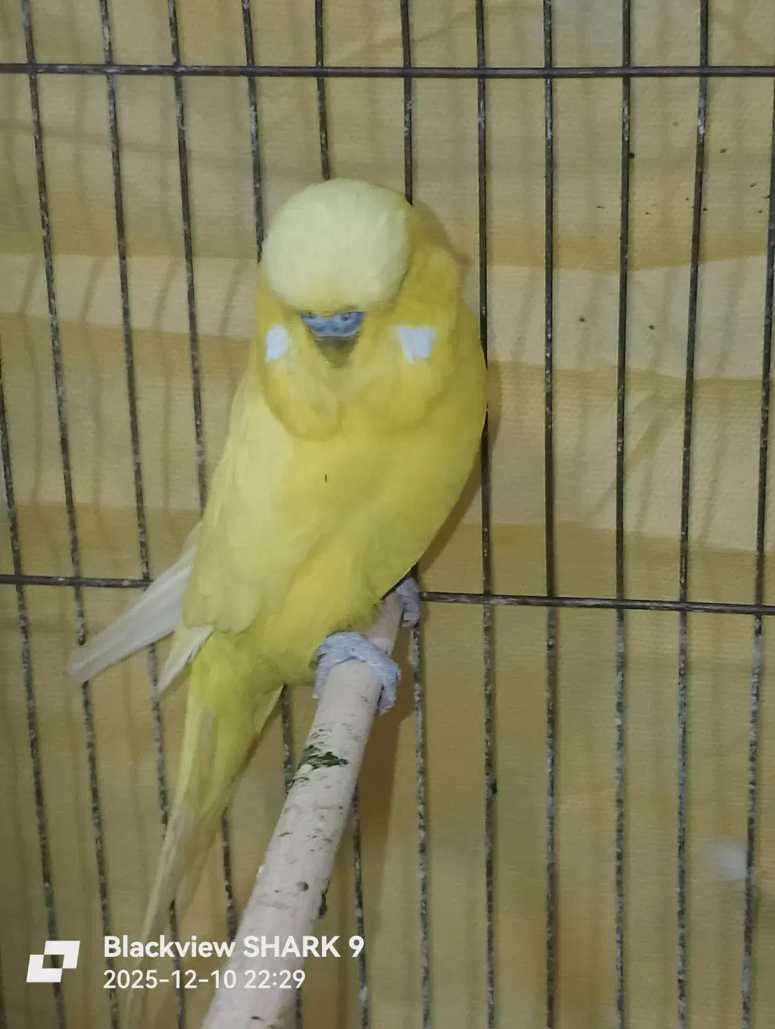 مرغ عشق انگلیسی مولد|پرنده|رشت, پیرکلاچای|دیوار