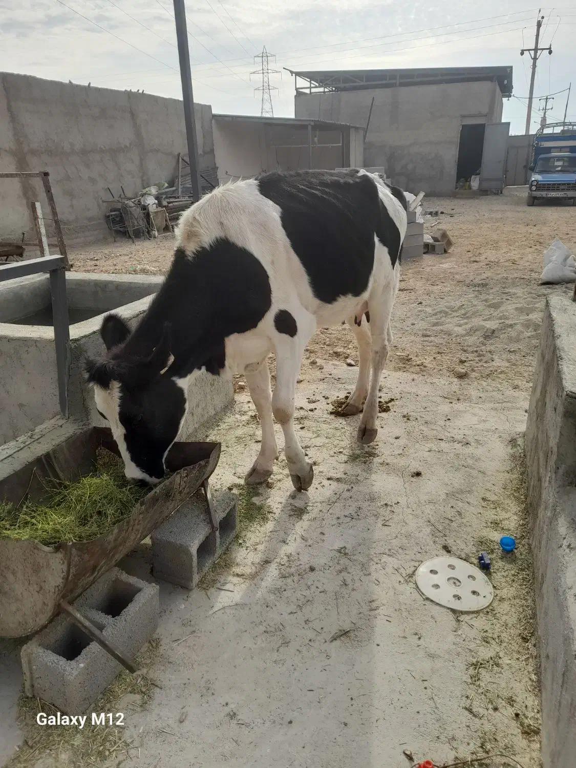 گاو گوساله نوبر شیری جنس خالص ۱۱۵ ملیون|حیوانات مزرعه|شیراز, بید زرد|دیوار
