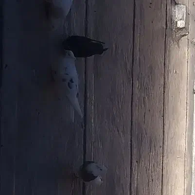 کبوتر پشت دار باخت رفته|پرنده|کرج, خرمدشت|دیوار