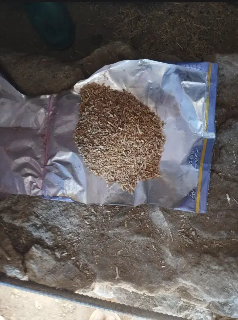 گندم دیم|لوازم جانبی حیوانات|کوهنانی, |دیوار