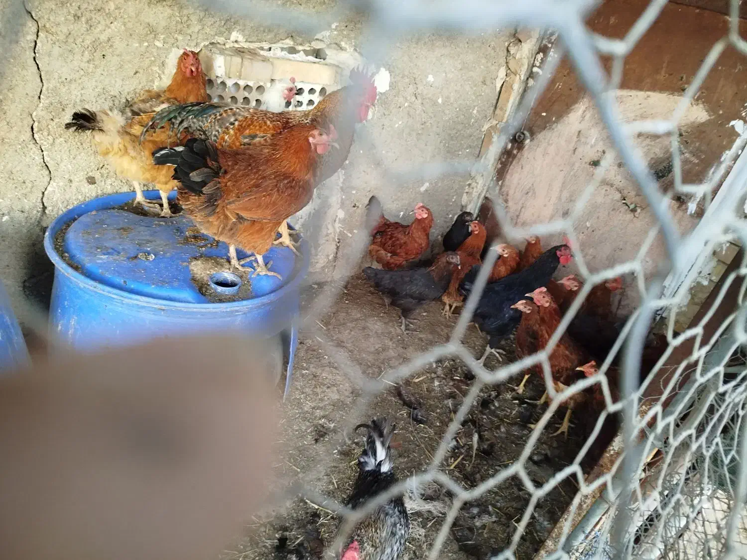 تعدادی مرغ و خروس واردک به فروش میرسد|حیوانات مزرعه|قرچک, پویینک|دیوار