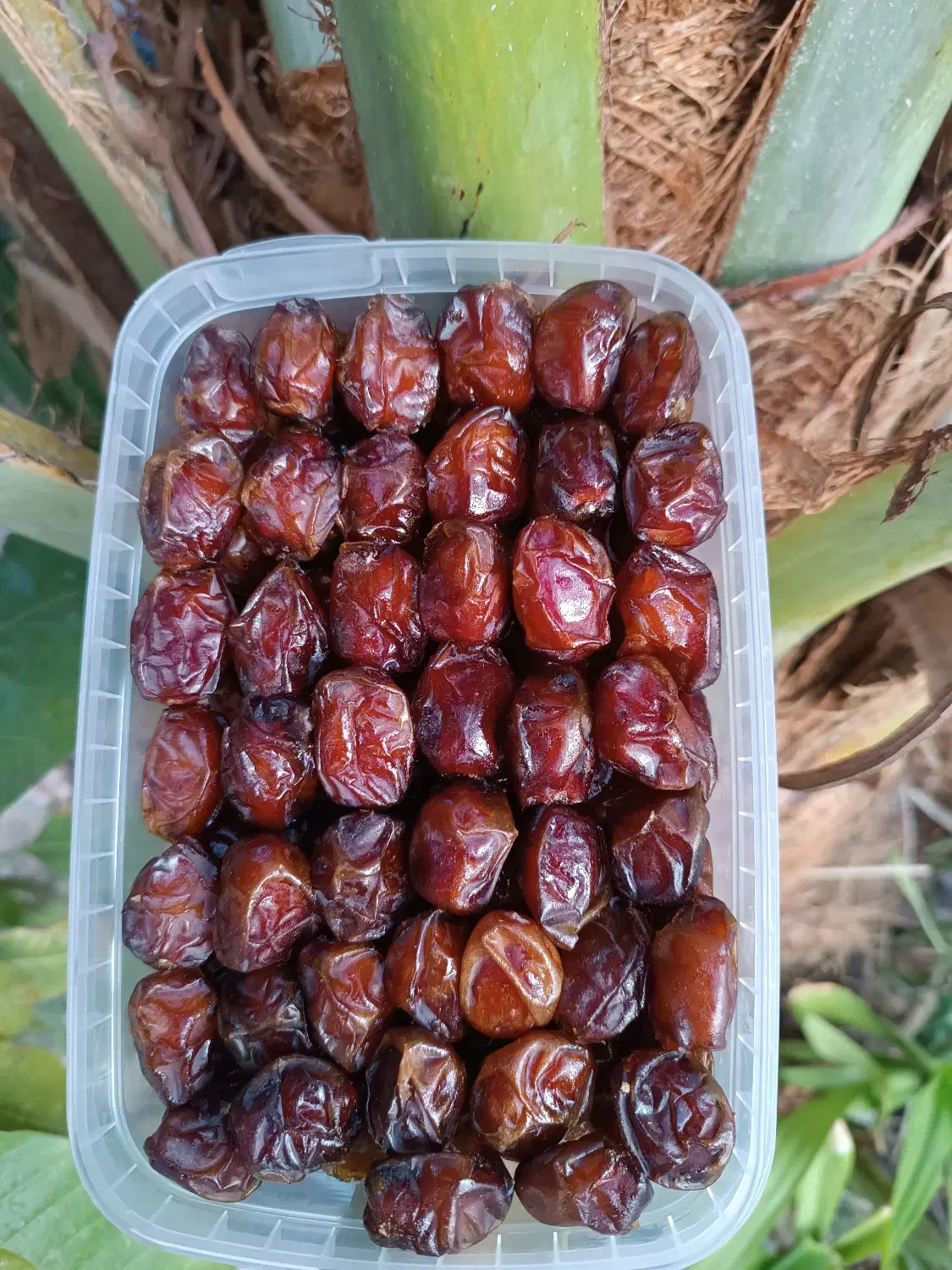 خرمای خاصویی . هلیله درجه یک|خوردنی و آشامیدنی|زرین دشت (فارس), |دیوار
