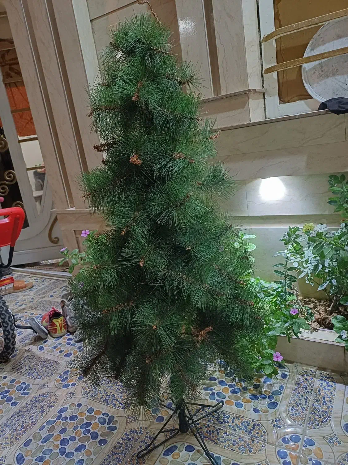 درخچه کاج درحدنو|گل و گیاه طبیعی|مسجد سلیمان, |دیوار