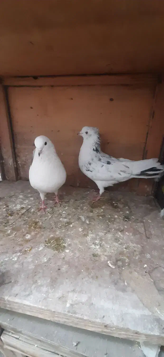 کبوتر|پرنده|تهران, شهرک رضویه|دیوار