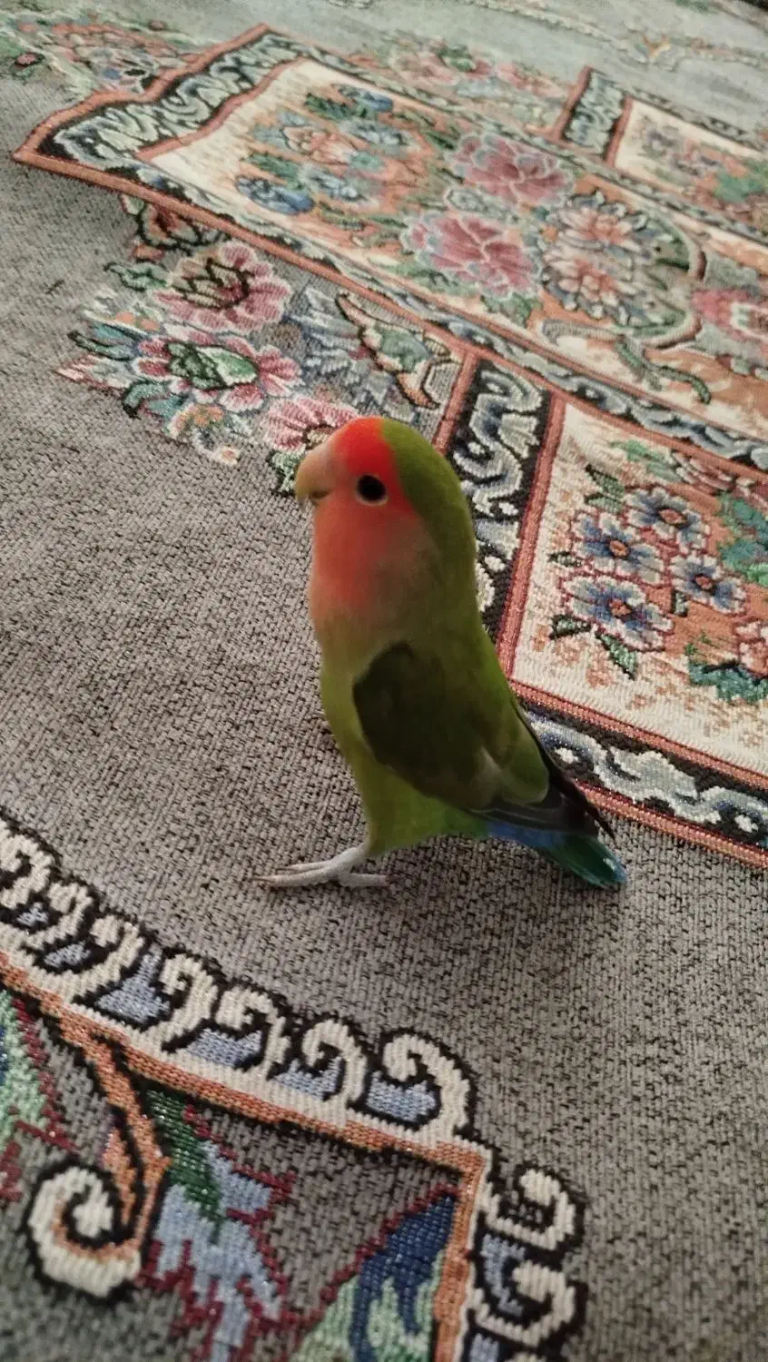 طوطی برزیلی|پرنده|ری, علایین|دیوار