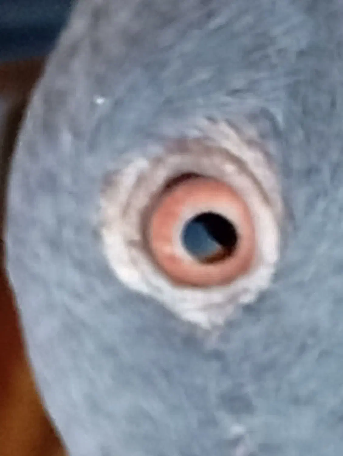 سبز پلاکی ماده درجه یک|پرنده|سبزوار, قصبه شرقی|دیوار