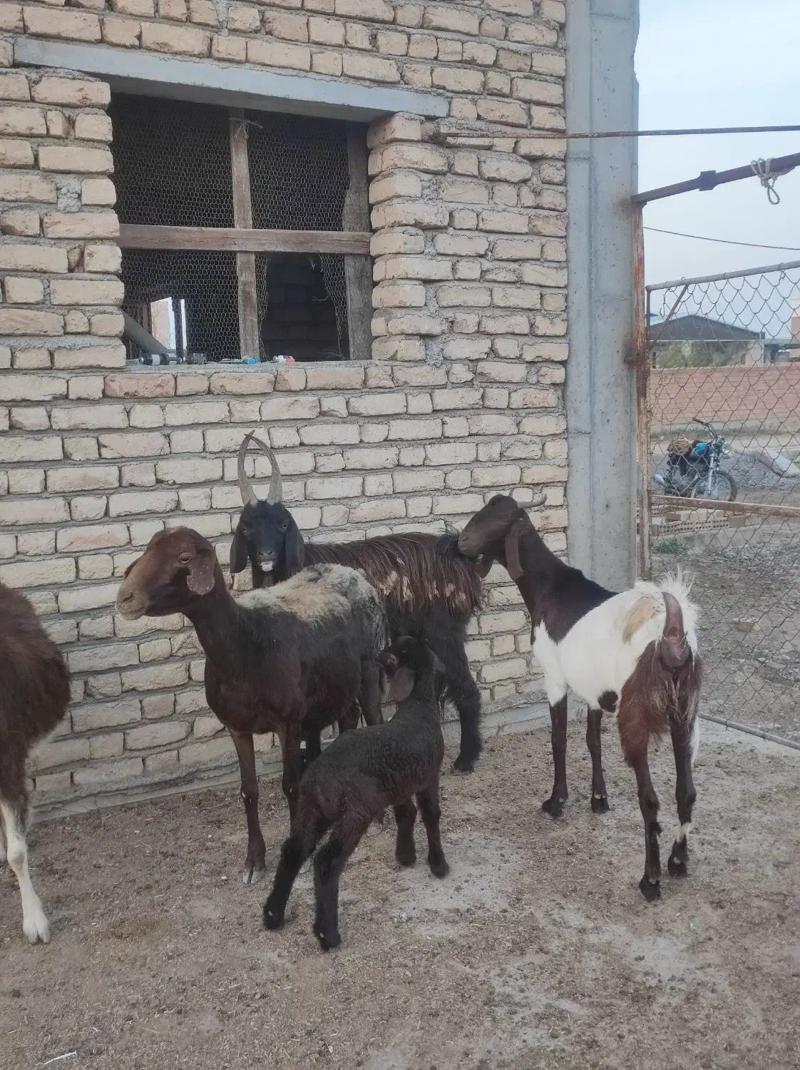 بز چاتمه گوسفند بره دار|حیوانات مزرعه|سیمین شهر, |دیوار