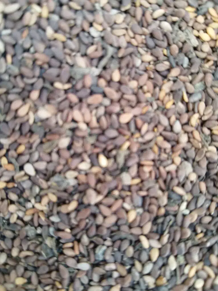 کنجد درجه یک|عمده‌فروشی|حمیدیه, |دیوار