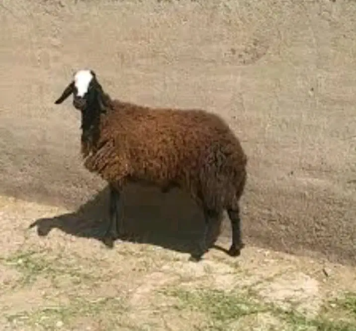 گوسفند،گوساله،بره نر،وزن ۳۰ کیلو تا ۸۰،بدونه واسطه|حیوانات مزرعه|قرچک, داوود آباد|دیوار