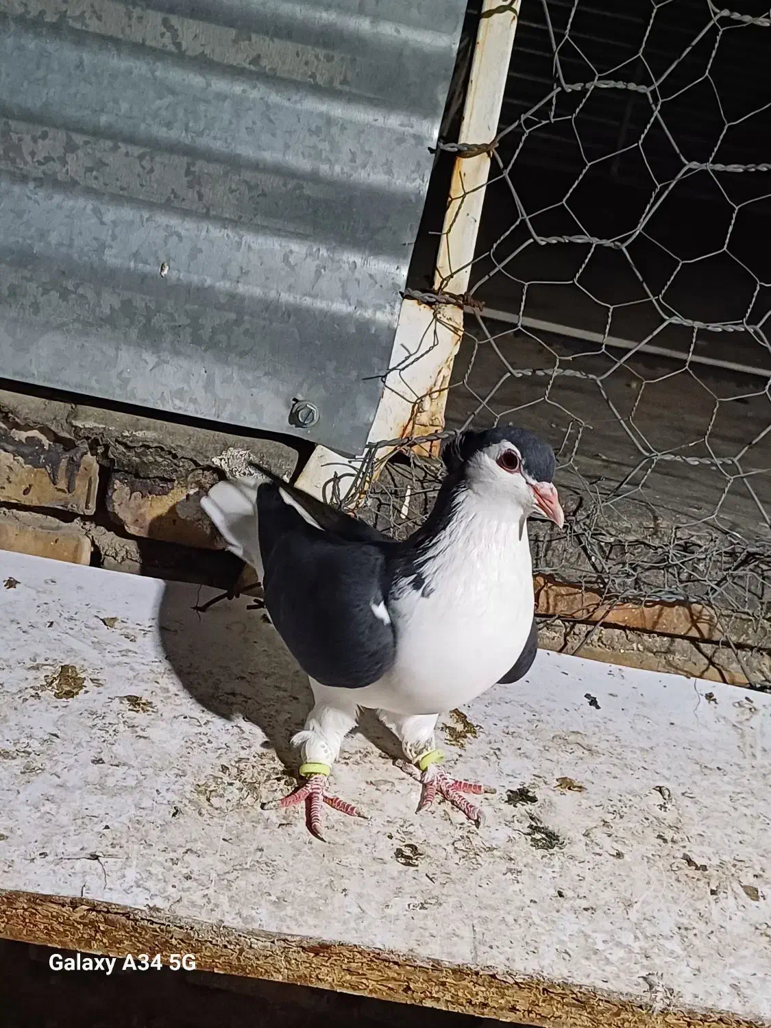 ساده سیاه‌ کاکلی|پرنده|گنبد کاووس, |دیوار