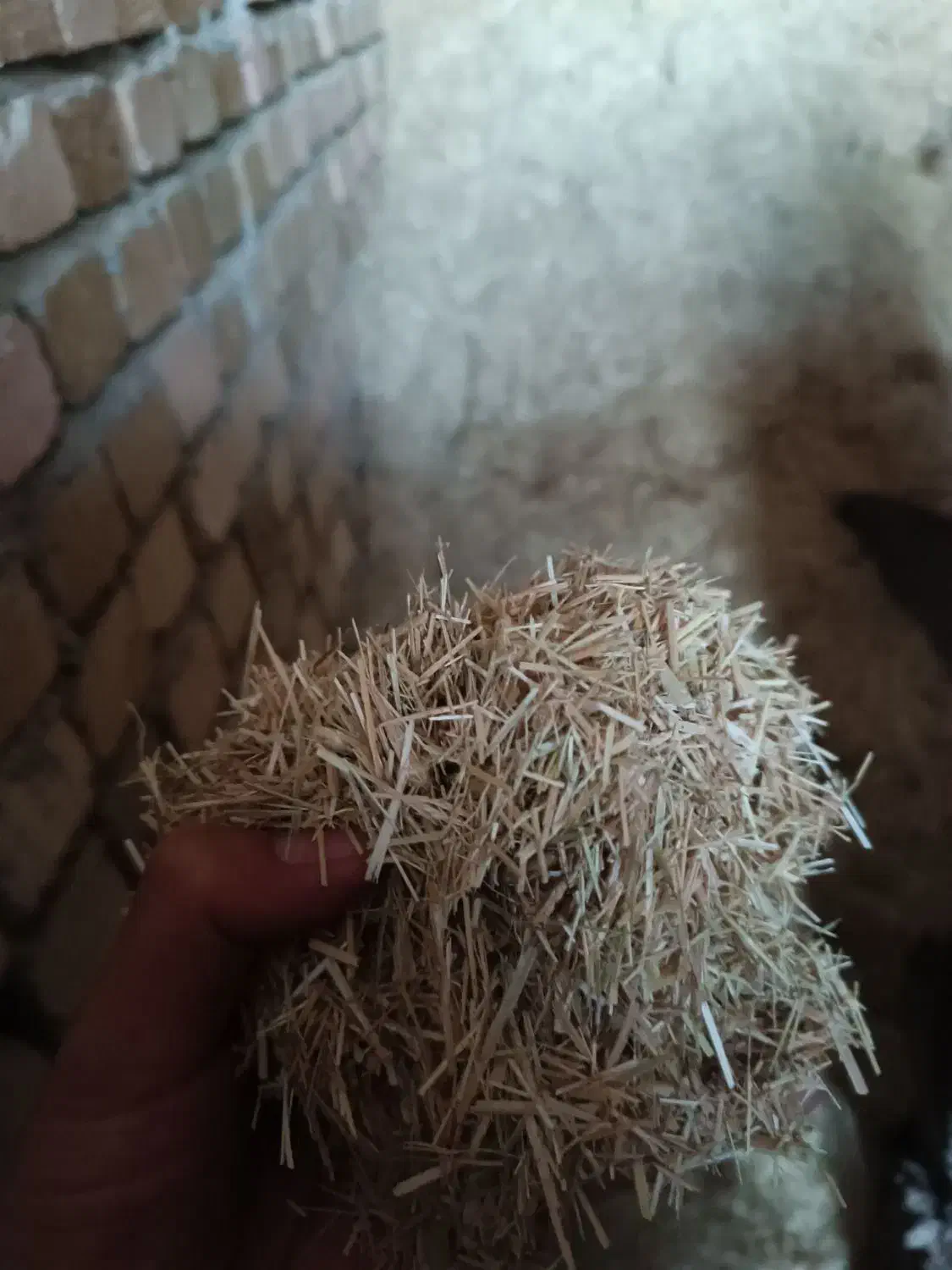 کاه برنج|لوازم جانبی حیوانات|سیلاخور, |دیوار