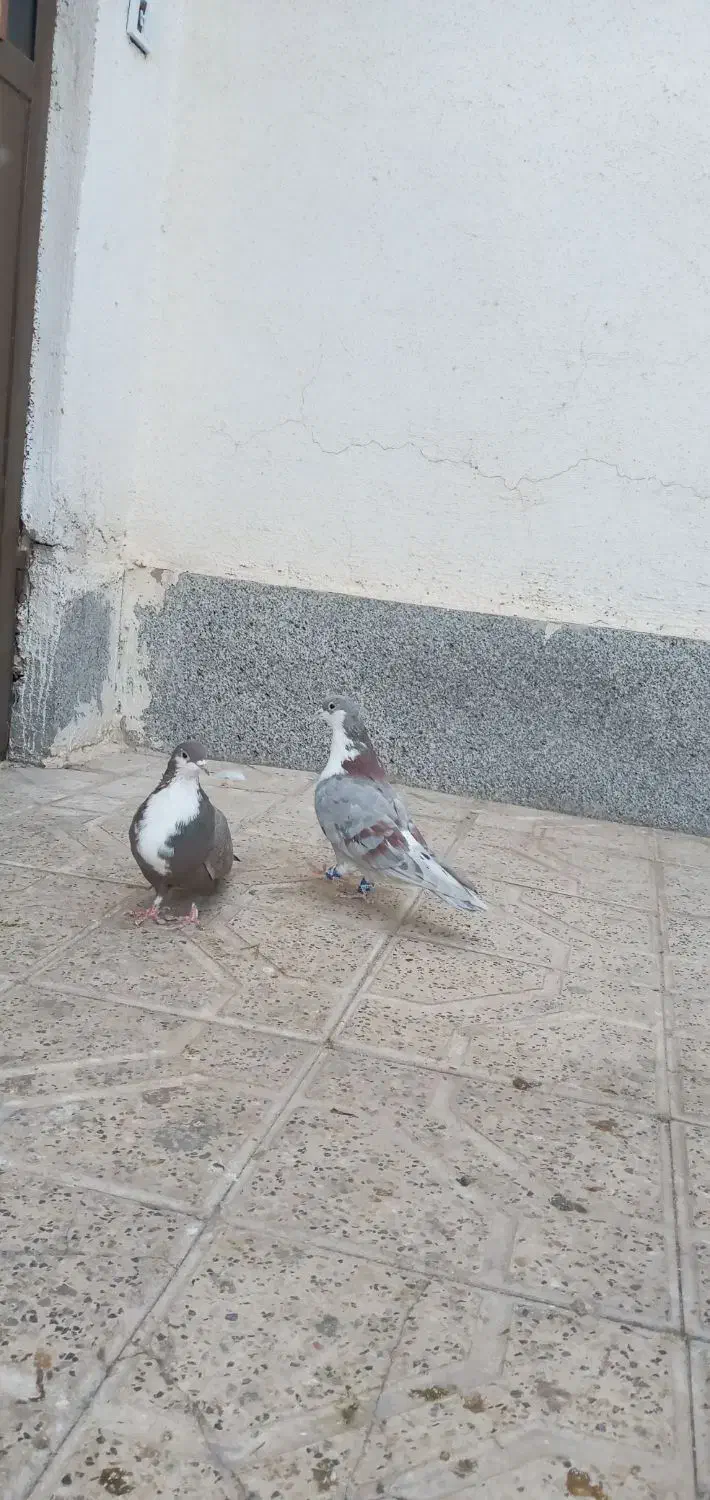 کفتر|پرنده|مشهد, شهرک مهرگان|دیوار