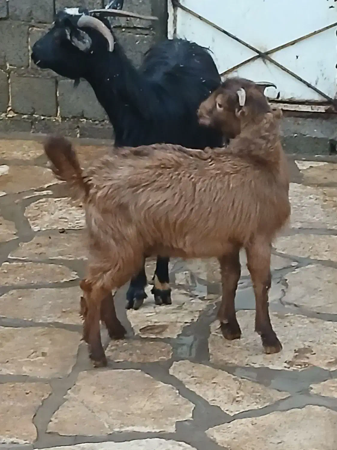 بزو بزغاله جوان دوشیره|حیوانات مزرعه|سنندج, |دیوار