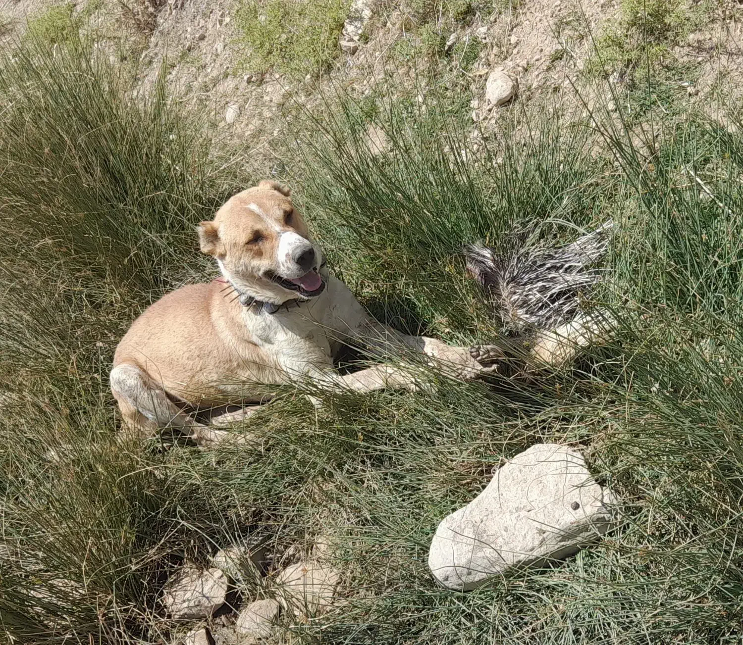 سگ گمشده|حیوانات|شیروان (خراسان), |دیوار