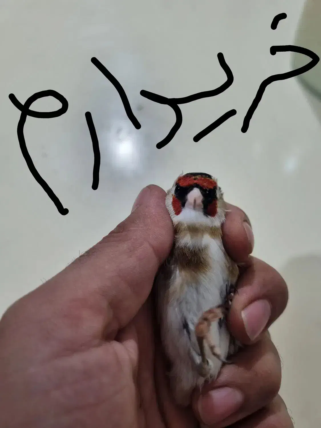 سهره چانه سفید|پرنده|کرمانشاه, |دیوار