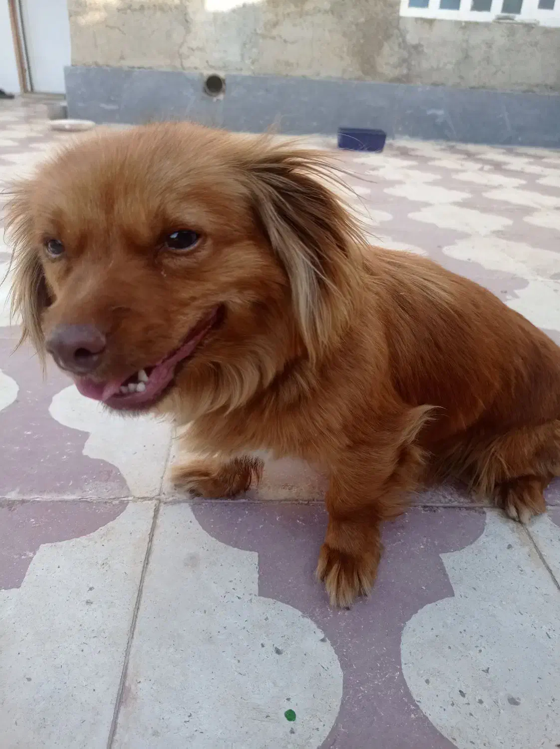 توله ماده نژاد میکس شیتزو با اشتبیز|سگ|شیراز, بید زرد|دیوار