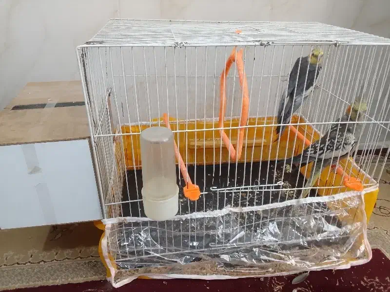 عروس هلندی|پرنده|تربت جام, المهدی|دیوار