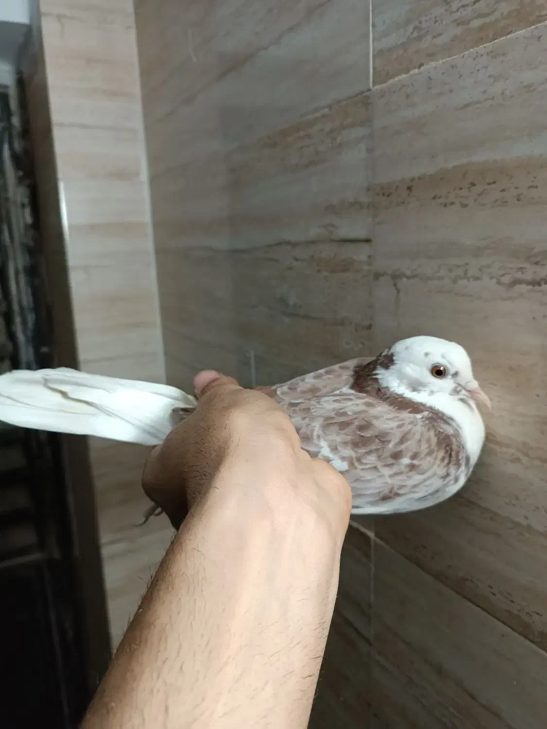 کفتر شازده|پرنده|فردیس, شهرک ناز|دیوار