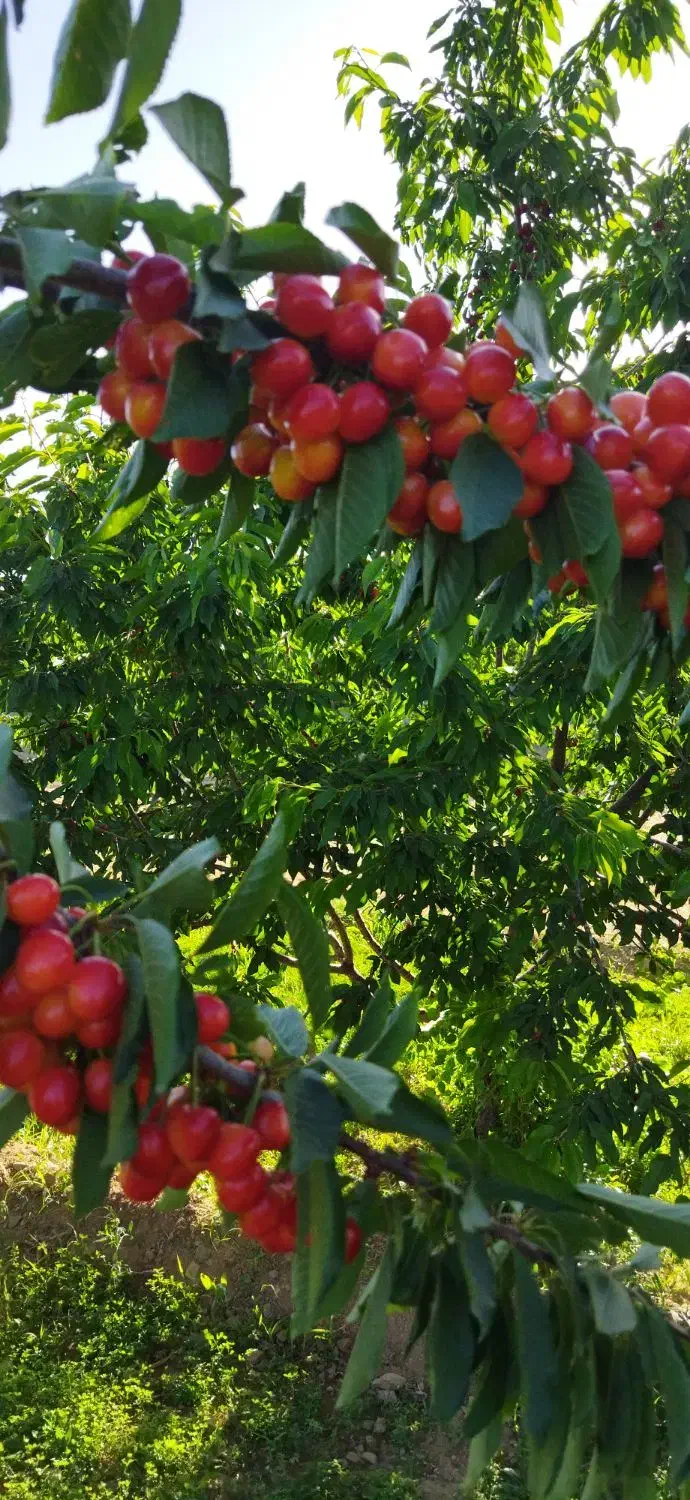 550متر باغ درختان بادام و گردو در پل زمان خان|فروش زمین و ملک کلنگی|شاهین‌شهر, مخابرات (شهید بهشتی)|دیوار