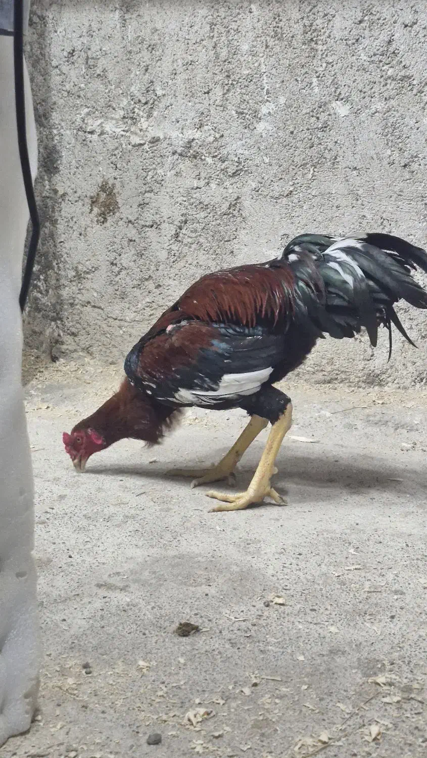 خروس لاری|حیوانات مزرعه|رشت, احمد گوراب|دیوار