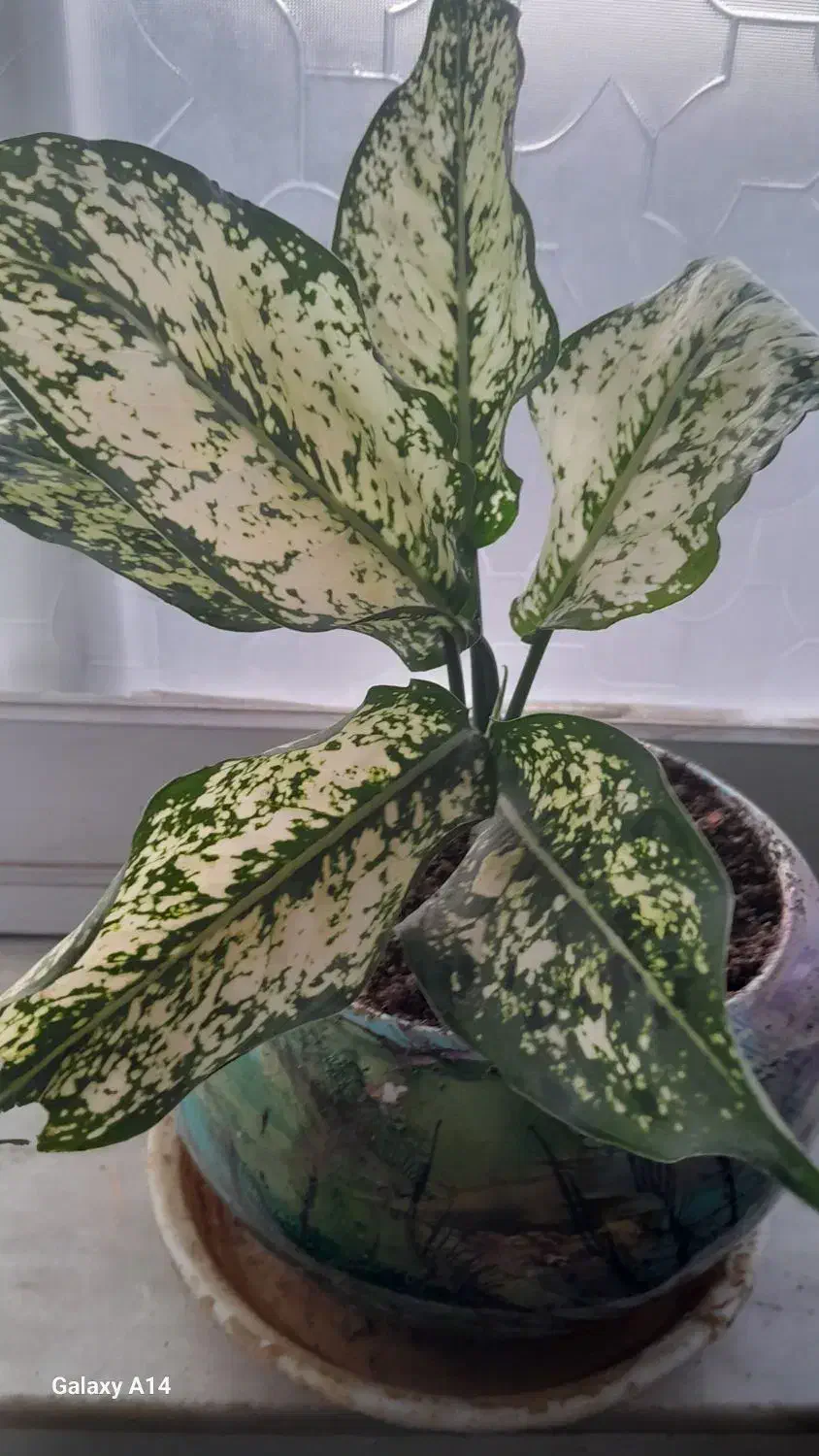 سلام عزیزم گل هافروشی هستن|گل و گیاه طبیعی|رحیم‌آباد, |دیوار