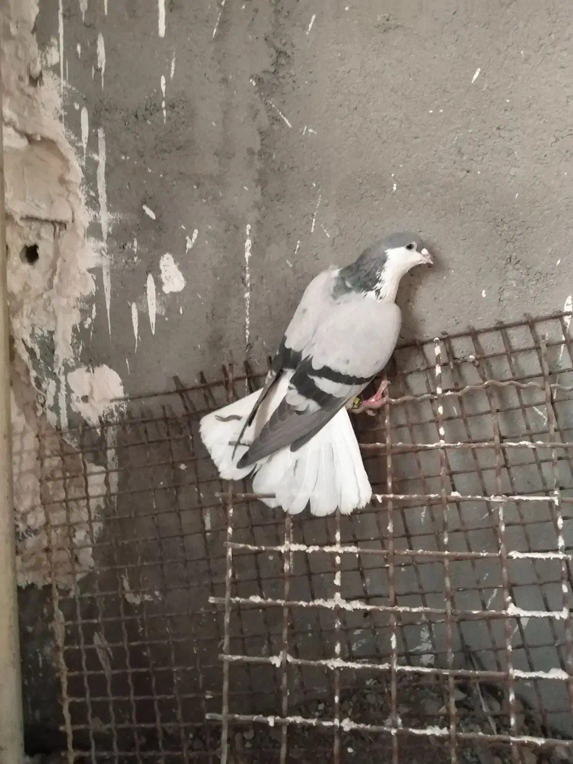 ساده، طوقی،زرد کرمونی، سار.|پرنده|مشهد, شهید قربانی|دیوار