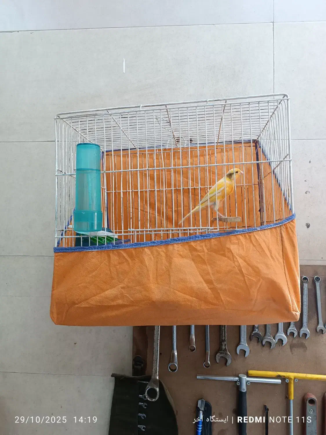 قناری قرص بخون|پرنده|مریوان, |دیوار