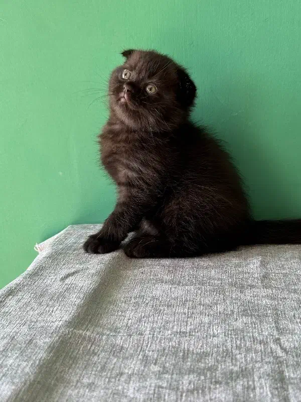 اسکاتیش دبل فولد بلک|گربه|شیراز, فضلآباد|دیوار