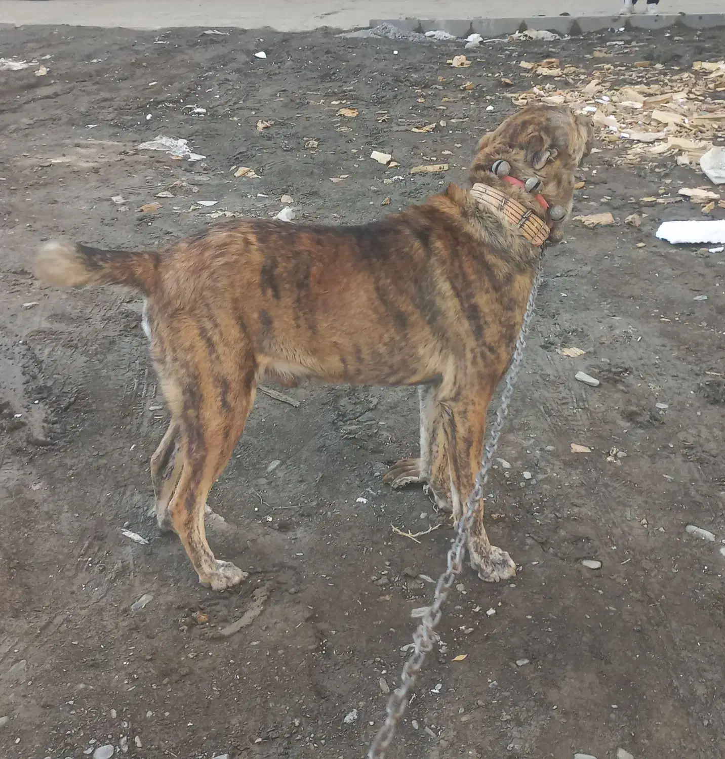 واگذاری سگ نگهبان|سگ|مشهد, حضرت حجت|دیوار