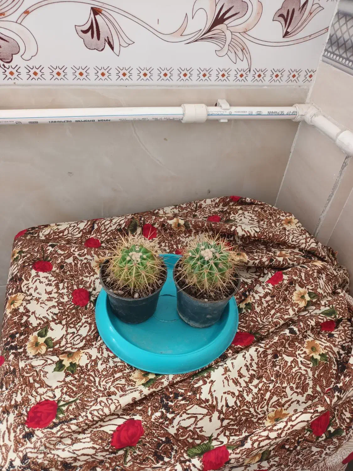 ۱۵عددگل طبیعی|گل و گیاه طبیعی|میاندوآب, |دیوار