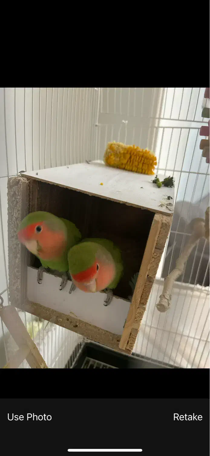 طوطی برزیلی بالغ|پرنده|شهریار, شهریار|دیوار