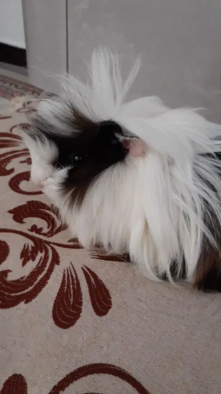 خوکچه هندی نر|موش و خرگوش|بوکان, |دیوار