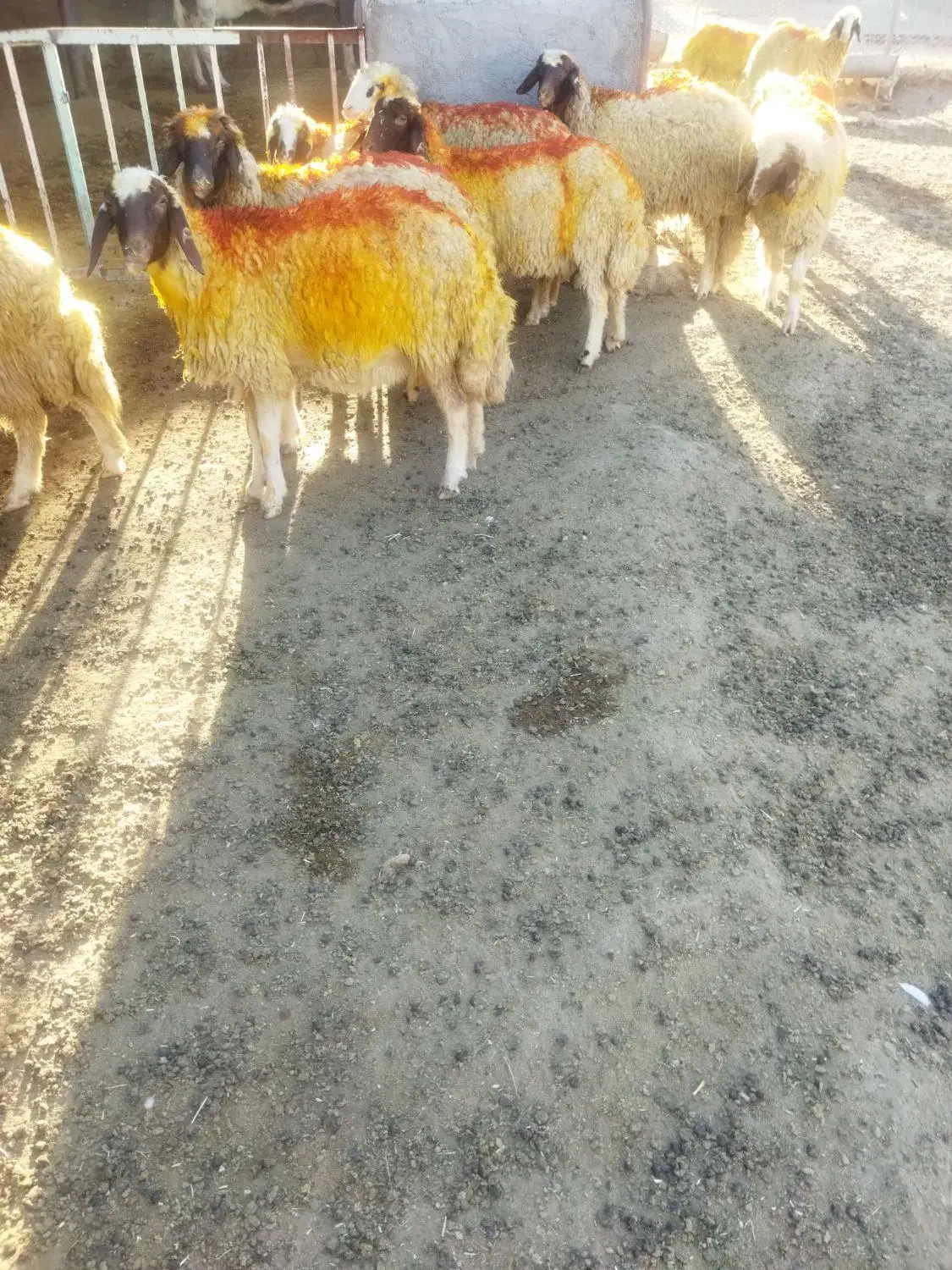 گوسفند سنجابی|حیوانات مزرعه|قلعه شاهین, |دیوار