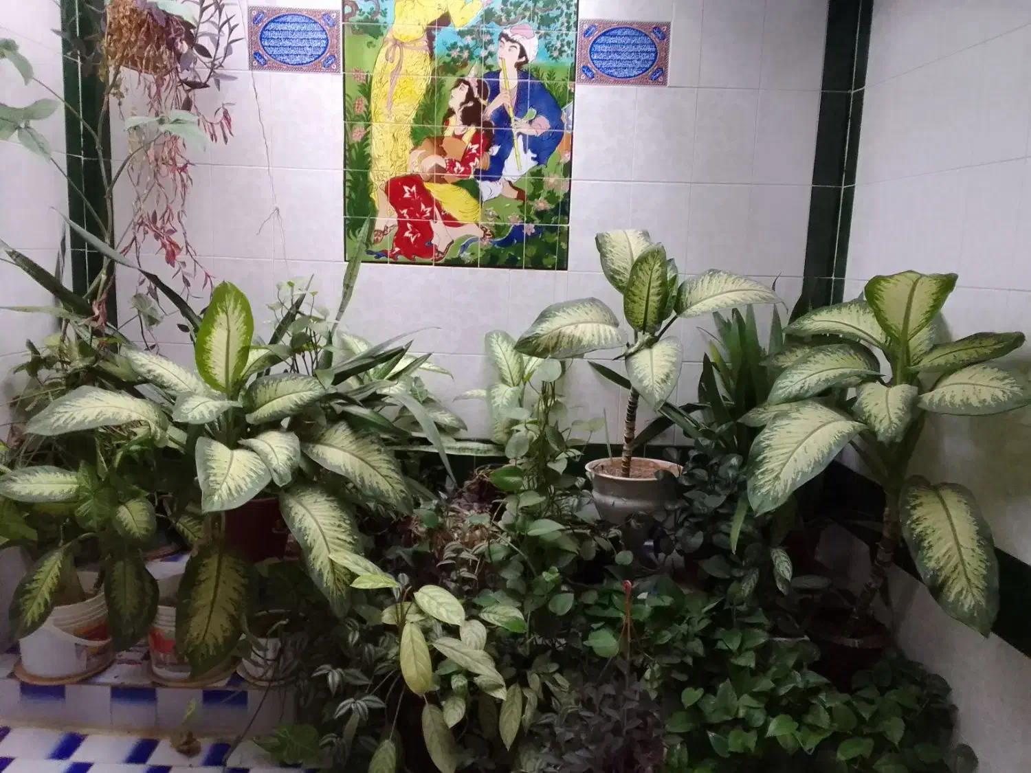 گل دیفن|گل و گیاه طبیعی|خرمآباد, |دیوار