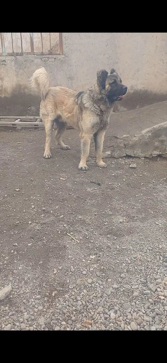 سگ گمشده|حیوانات|میانه, |دیوار