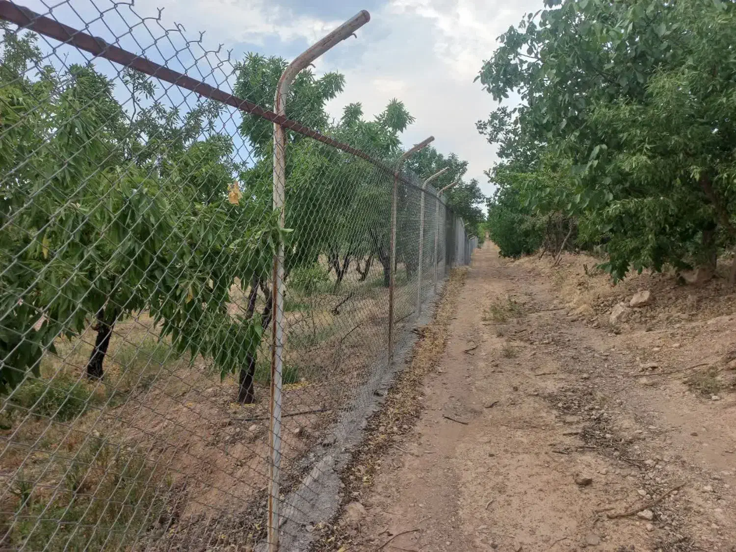 فروش طرح بادامستان|فروش دفتر صنعتی، کشاورزی، تجاری|سامان, |دیوار