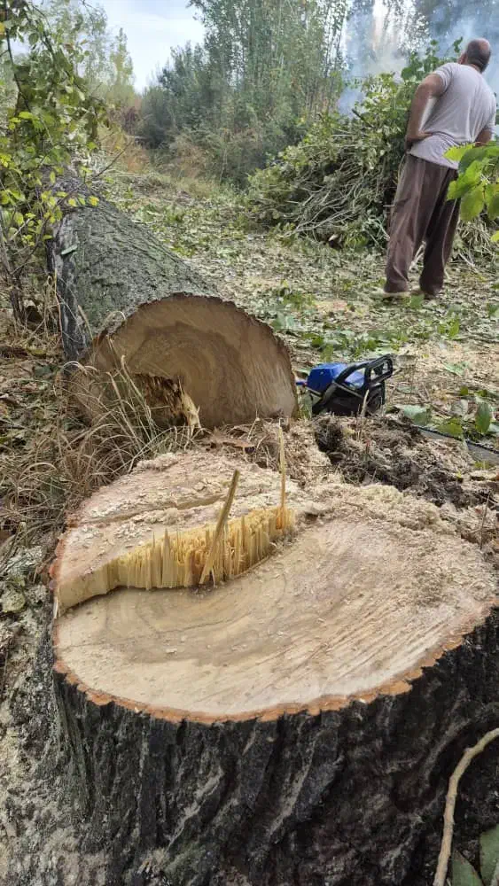 خرید انواع چوب|خدمات باغبانی و درختکاری|نوشین شهر, |دیوار