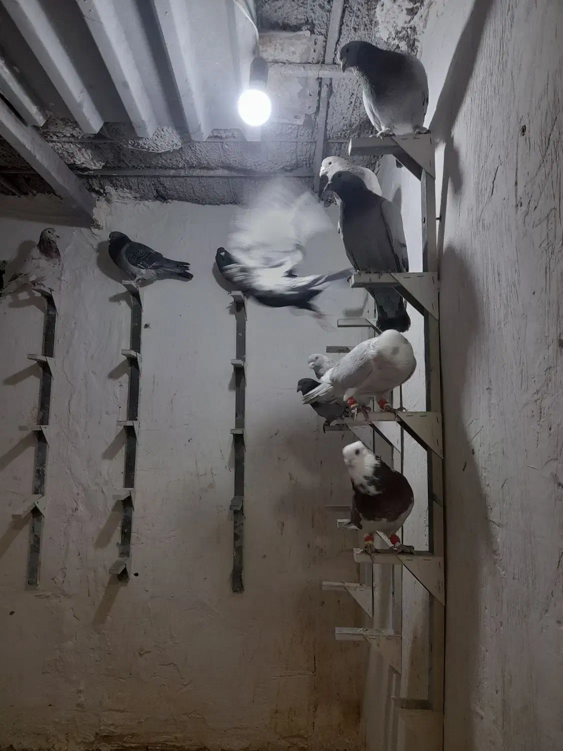 نر پروندنی|پرنده|یزدان شهر, |دیوار