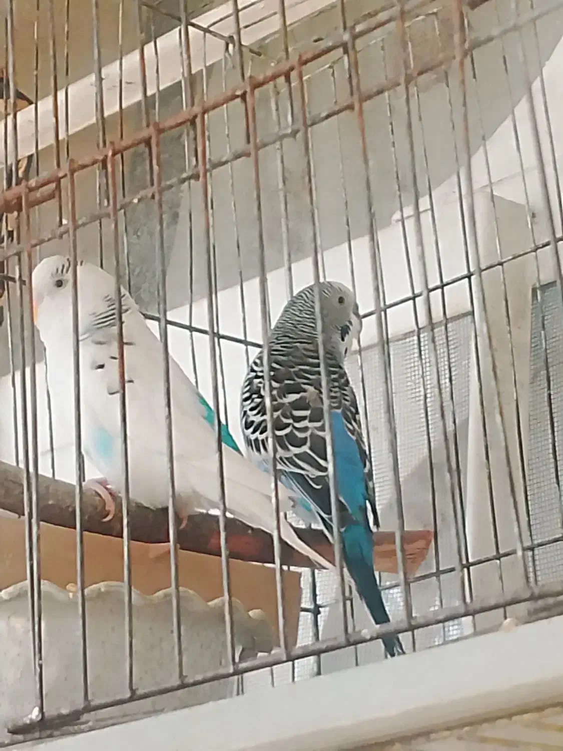 فروش یک جفت مرغ عشق|پرنده|سپیدان, |دیوار