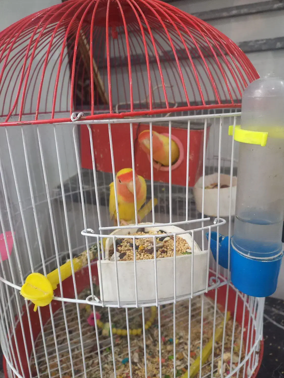 یک جفت طوطی برزیلی|پرنده|بستان آباد, |دیوار