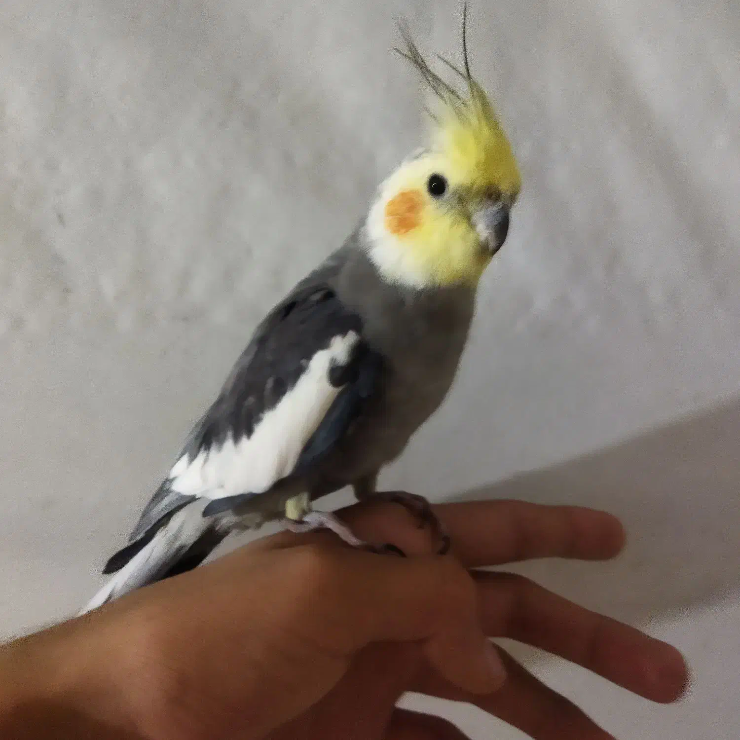 عروس هلندی سخنگو|پرنده|تبریز, |دیوار