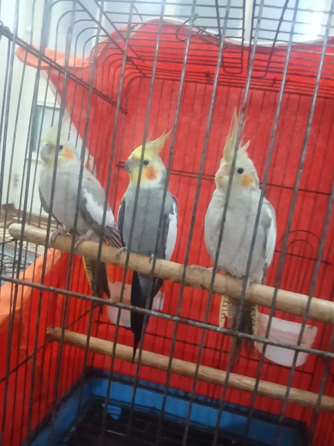 عروس هلندی|پرنده|اطاقور, |دیوار