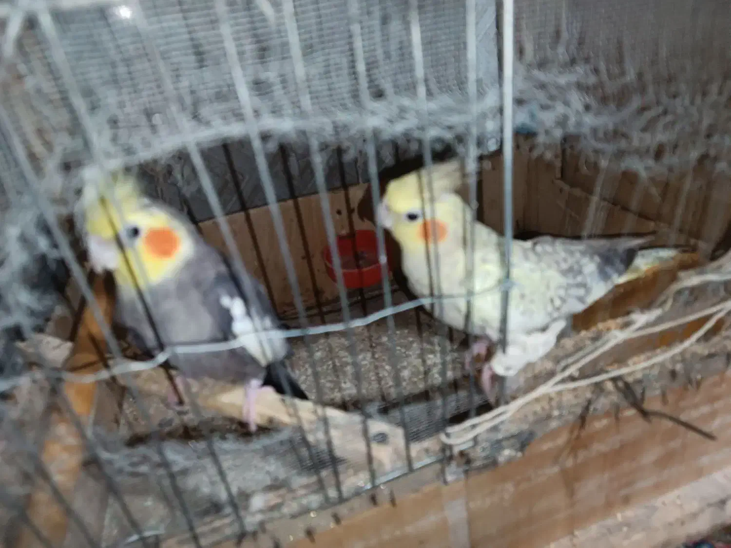 عروس هلندی|پرنده|زابل, |دیوار