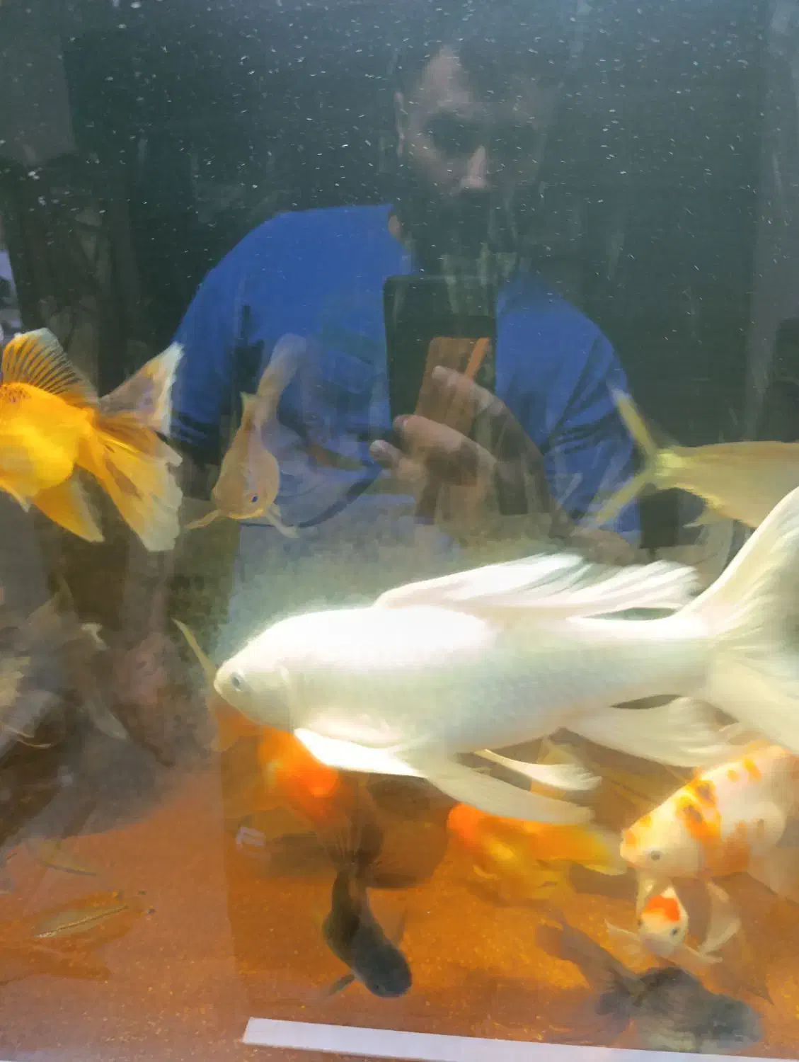 گلدفیش|ماهی|رشت, حمیدیان|دیوار