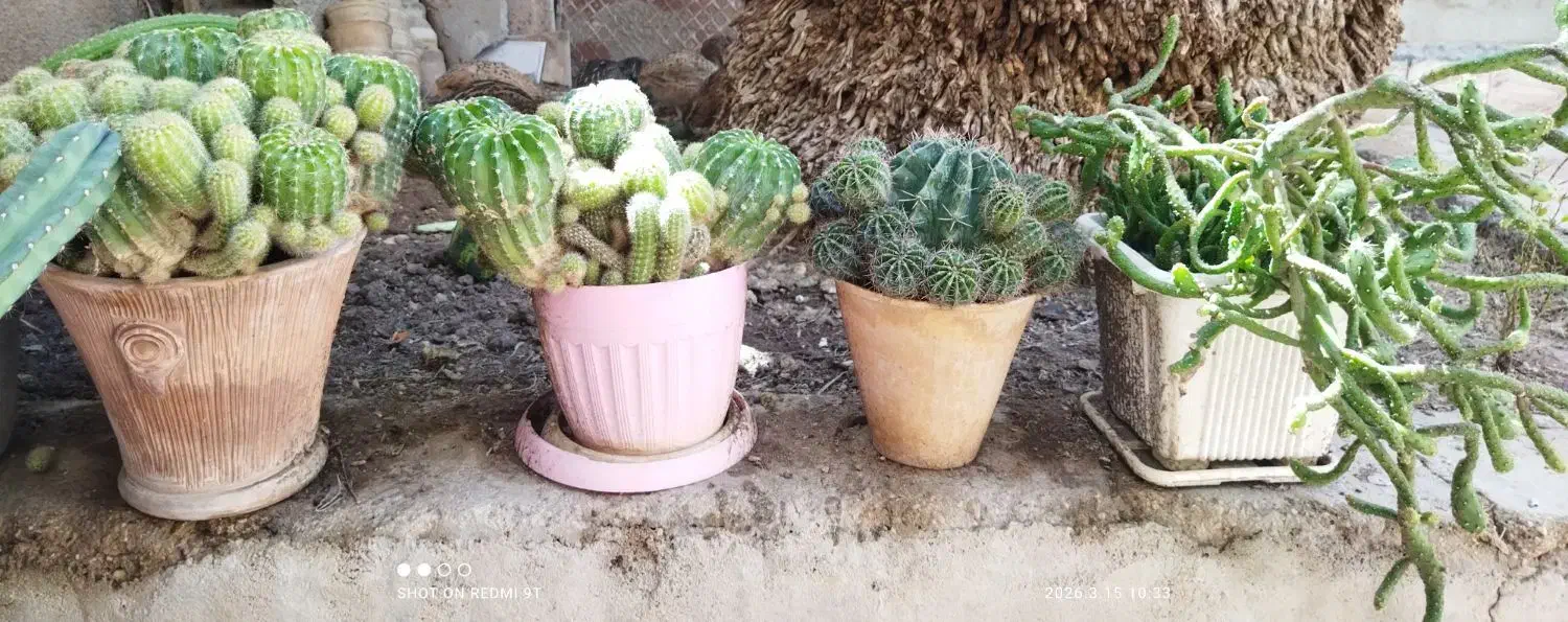 گل وگیاه|گل و گیاه طبیعی|جهرم, |دیوار